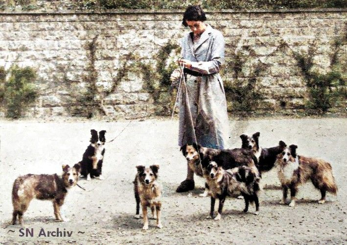 Riverhill Shelties