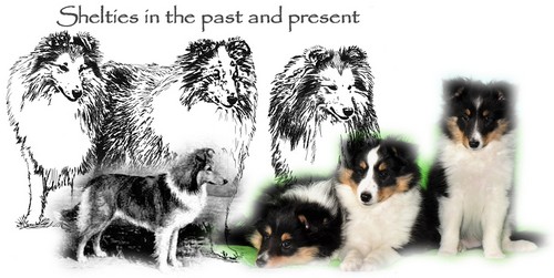 Shelties in the past and present